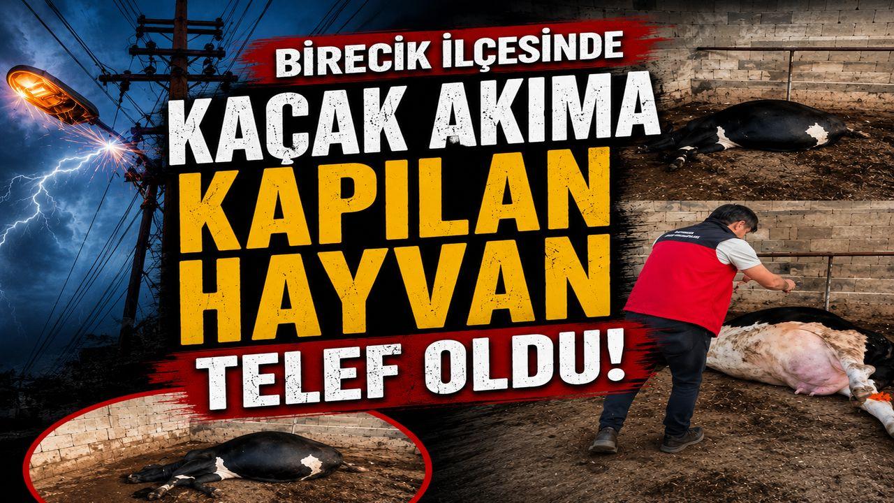 Birecik’te Elektrik Faciası Bir Hayvan Telef Oldu