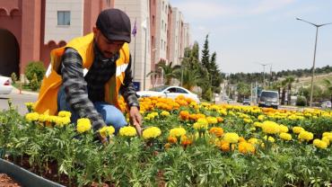 Şanlıurfa Büyükşehir Belediyesi’nden 400 Bin Çiçeklik Dev Hamle