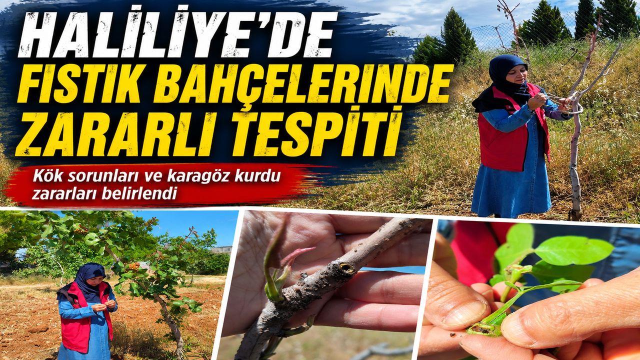 Şanlıurfa’da Fıstık Bahçelerinde Karagöz Kurdu Alarmı