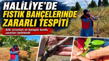 Şanlıurfa’da Fıstık Bahçelerinde Karagöz Kurdu Alarmı