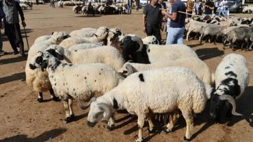 Şanlıurfa’da Kurbanlık Fiyatları Açıklandı