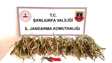 Ceylanpınar'da Fıstık Bahçesinde Suçüstü: 3 Şüpheli Yakalandı