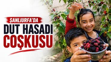 Şanlıurfalı Öğrenciler Bahçede Hasat Sevinci Yaşadı