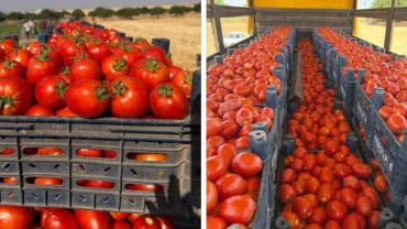 Harran Domatesi Türkiye Sofralarına Ulaşıyor