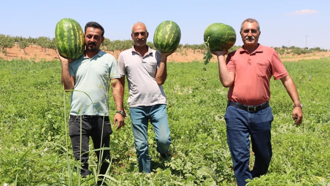Kar Sularıyla Beslenen Yaylak Karpuzunda Hasat Sevinci