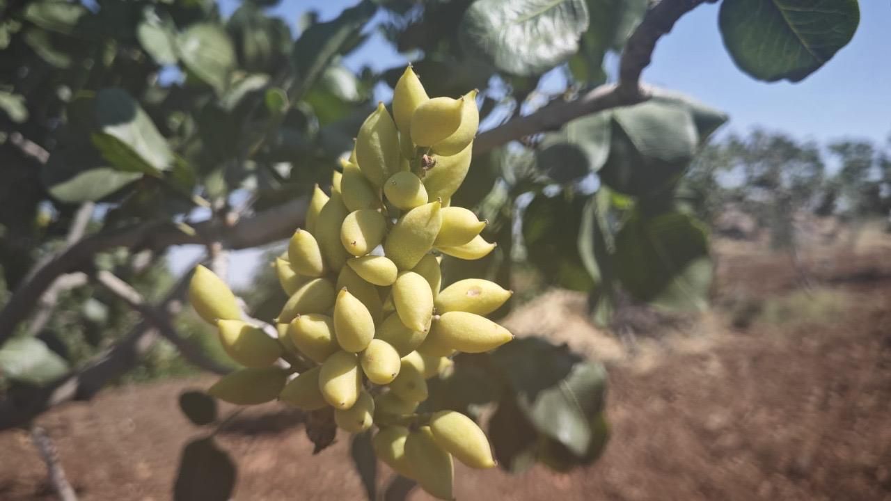 Keten Köynek Fıstığında İkinci Yıl da Hüsran