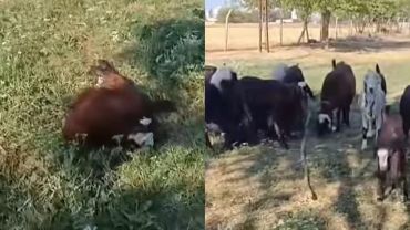 Urfa'da Sokak Köpeklerinin Saldırdığı Keçi Telef Oldu